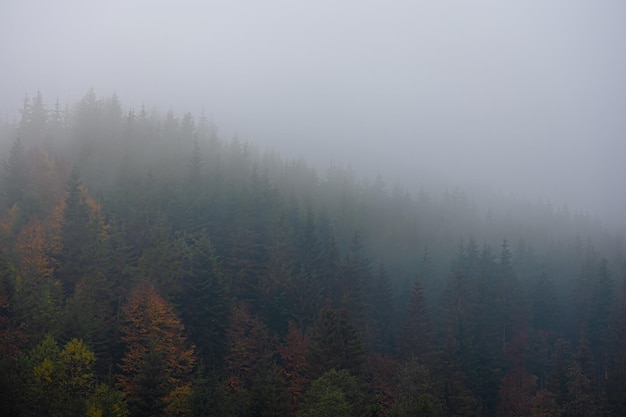 比亚迪之一事业部是做什么的